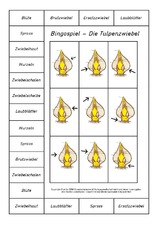 Bingo-Tulpenzwiebel.pdf